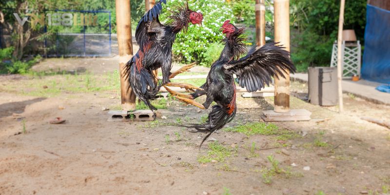 Kèo gà đòn đầy kịch tính và cao trào